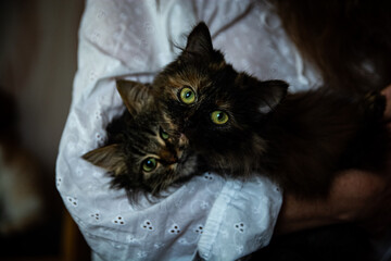 
Cats in the arms of the mistress