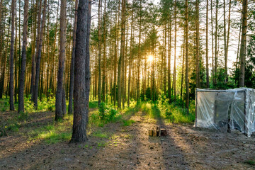 Setting sun makes its way through trees next to tourist bath