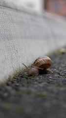 snail on the road