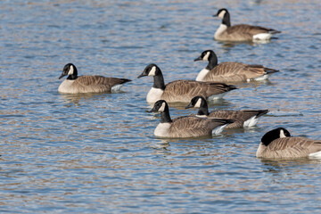 The Flock of Canada geese (Branta canadensis)  in a river