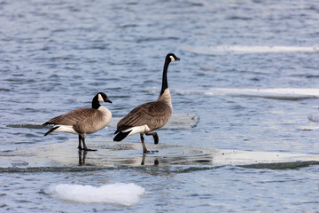 Pair of Canada geese (Branta canadensis) on a ice floe in a river