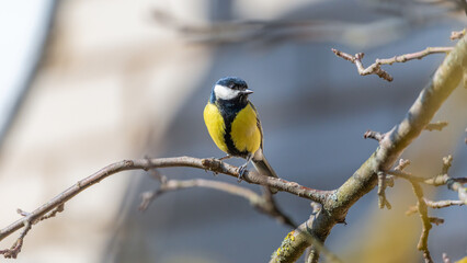 Tit on a branch. Close up