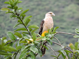 Gavilán Pecho Blanco