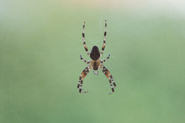 spider on the web