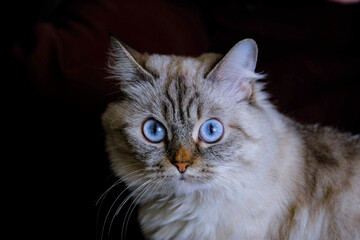 Beautiful gray fluffy cat with blue eyes.