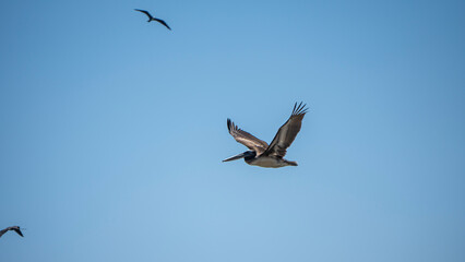 Pelícano en vuelo