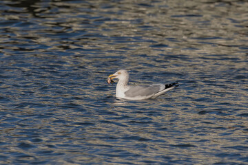 A Herring gull (Larus argentatus) on the river holds a fish in its beak