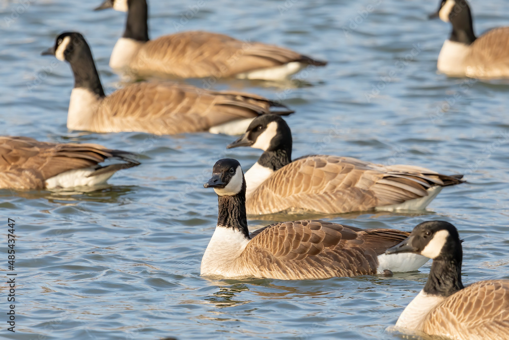 Sticker The Flock of Canada geese (Branta canadensis)  in a river