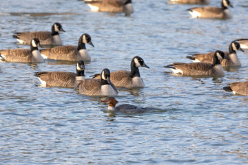 Thew Canada geese (Branta canadensis) and female common merganser (Mergus merganser) on a river