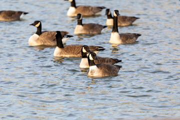 The Flock of Canada geese (Branta canadensis)  in a river