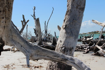 driftwood on the shoreline