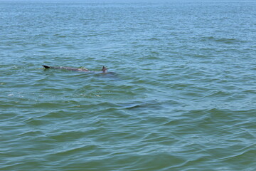 Dolphin in the ocean