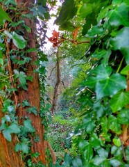 Through nature on sunday