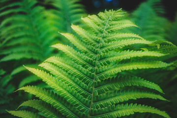 Fototapeta na wymiar Full frame of Ferns polypodiopsida or japanese fern, green natural background