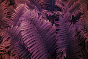 Full frame of Ferns polypodiopsida or japanese fern, toned purple natural background