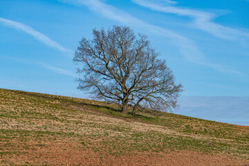 Isolated tree in a farm field with a blue sky. Rural landscape. Countryside scene.

Árbol aislado en un campo de cultivo con un cielo azul. Paisaje rural.