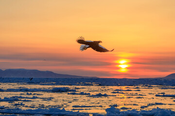 知床半島の流氷とオオワシ（北海道羅臼沖） © Shiretoko Dream