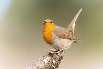 Fototapeta premium Common robin perched