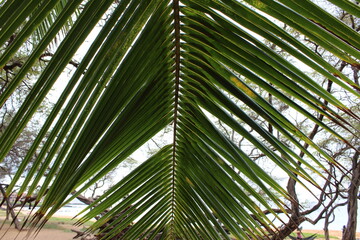 Fototapeta na wymiar palm on the beach
