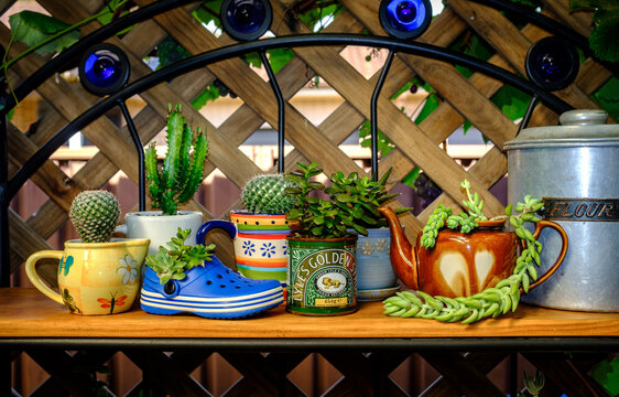 Real reused, recycled, re-purposed teapot, mugs, shoe and tins for succulents, a quirky alternative to plastic pots, sustainable garden concept