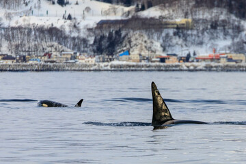 Fototapeta premium 【北海道】知床の海に回遊する野生のシャチ（北海道羅臼沖）