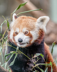 red panda eating bamboo