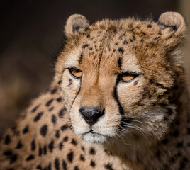 portrait of a cheetah