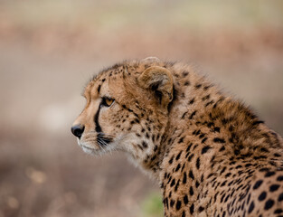 cheetah in the savannah