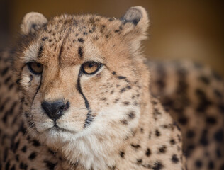 portrait of a cheetah