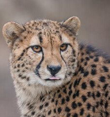 portrait of a cheetah