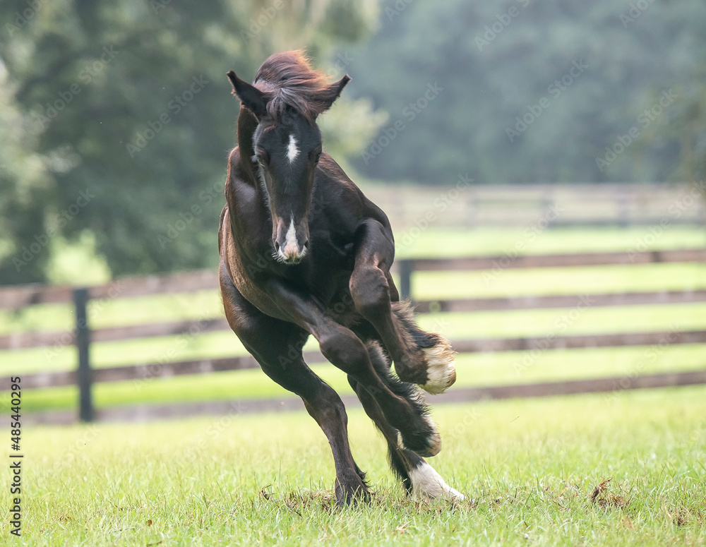 Canvas Prints Gypsy Vanner Horse foal runs in paddock