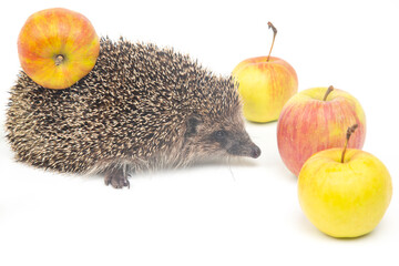 Common European hedgehog on a white background with apples. Animal world. Erinaceus europaeus