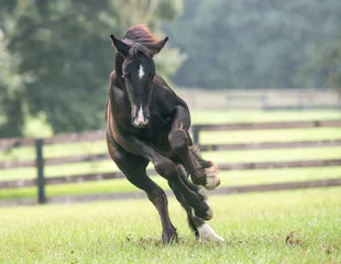 Fotobehang Gypsy Vanner Horse foal runs in paddock © Mark J. Barrett