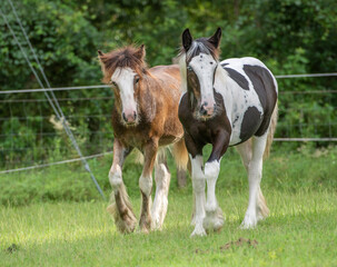 Pair of Gypsy Vanner Horse foals together in paddock