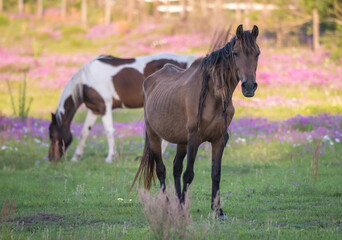 Poorly cared for horse with bones showing in wildflower field