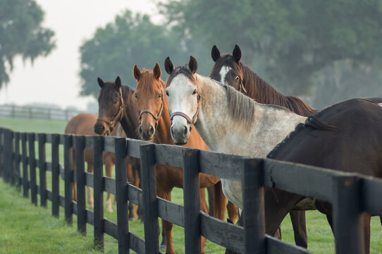 Herd of curious Thoroughbred mares © Mark J. Barrett