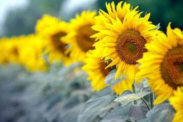 Fototapeta premium yellow flower of sunflower in a field closeup