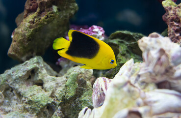 Fototapeta na wymiar vibrant rock beauty angel fish serachs for food in the rocks of your aquarium