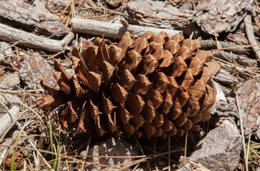 Close-up Jeffrey Pine (Pinus jeffreyi) cone in Lassen Volcanic National Park, California