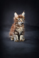 Fototapeta na wymiar Maine Coon's gorgeous kitten on dark background, studio portrait.