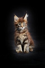 Fototapeta na wymiar Maine Coon's gorgeous kitten on black background, studio portrait.