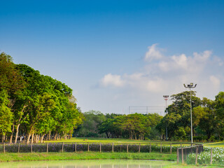 big tree on green grass in garden and beautiful sky