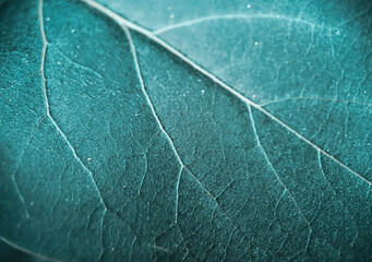 Macro shot of a green leaf with veins texture