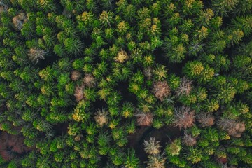Сoniferous Trees Top Down Drone Shot - wild forest - green environment - save the planet - green...