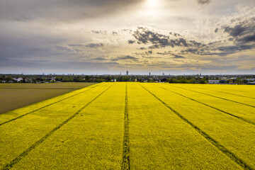 Yellow rape field with skyline of Leipzig / German town in Saxony / Aerial establishment shot