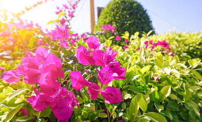 Red bougainvillea flowers in a natural garden with sunlight under a blue sky with white clouds.