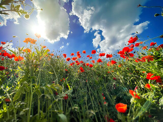 Common red poppy or corn poppy field and blue sky