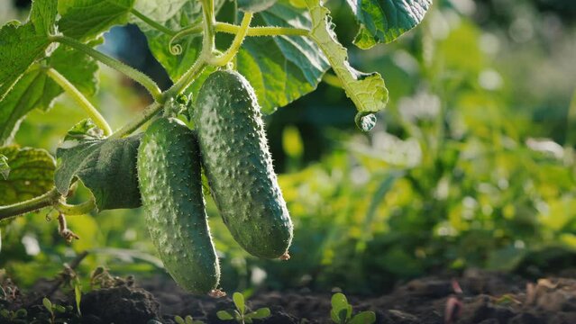Two cucumbers ripen on a bed in the sun. 4k video