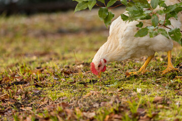 冬の農場で飼育している可愛い鶏