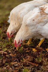 冬の農場で飼育している可愛い鶏